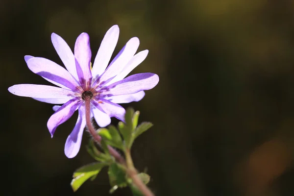 Belle Fleur Violette Sous Neige Arrière Plan — Photo