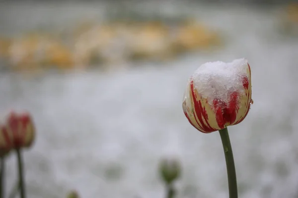 Bela Tulipa Sob Neve Fundo — Fotografia de Stock