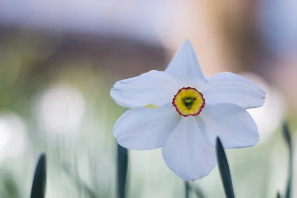 Krásný Jarní Květina Pozadí — Stock fotografie