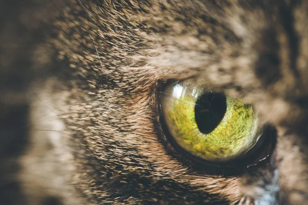 Cat Eye Pozadí Zavřít — Stock fotografie