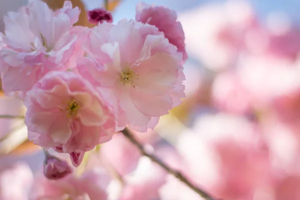 Close Picture Pink Blooming Cherry Blossoms — Stock Photo, Image