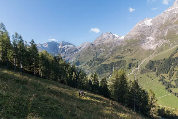 Alpejskie Krajobrazy Łąka Las Góry Błękitne Niebo — Zdjęcie stockowe