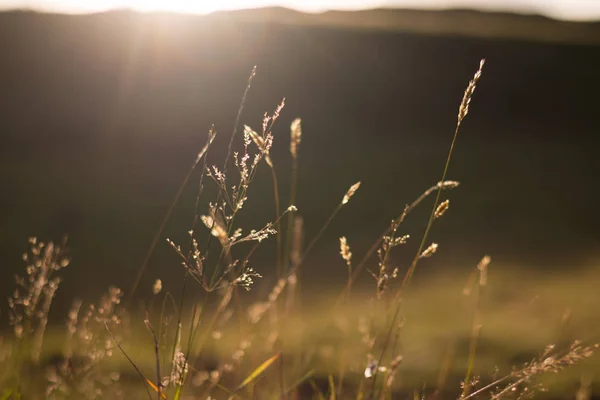 Gras Bei Sonnenuntergang Mit Sonnenstrahlen — Stockfoto