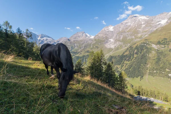 Piękny Górski Krajobraz Koń — Zdjęcie stockowe