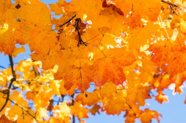 Sonbahar yapraklı soyut arkaplan.
