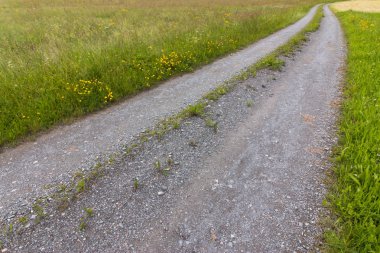 Parkta yeşil çimenli yol