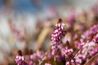  Kışın karlı çiçekler