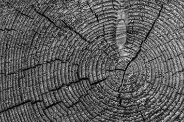 Kesit bagaja kırık çam ağacı