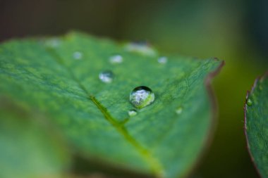 Yeşil yaprak arka planında su damlaları