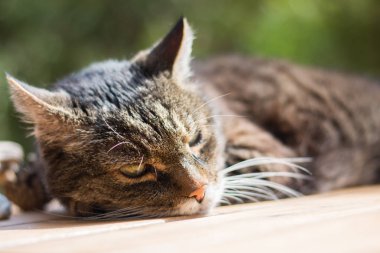 Şirin kedi sokakta yatıyor.