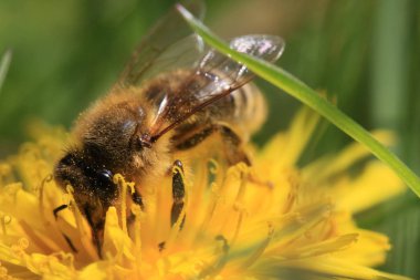 Bahçedeki karahindiba üzerinde arı 