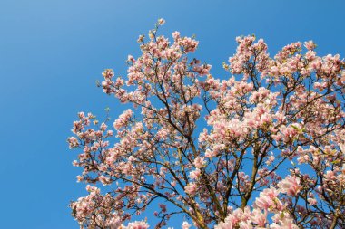 Baharda çiçek açan manolya ağacı, pembe güzel çiçekler