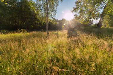 Ormanın arka planında altın çimenler.