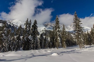 Dağlarda karlı ağaçlar