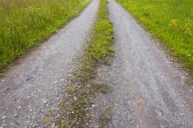 Parkta yeşil çimenli yol
