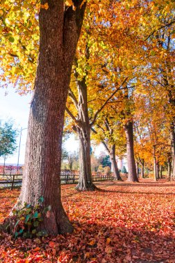 Sonbaharda güzel bir orman, güneşli bir gün.