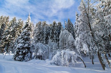 Dağlarda karlı ağaçlar
