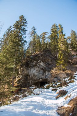 Çam ağaçları kış zaman