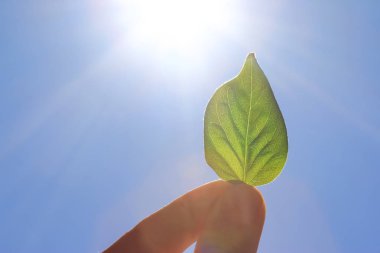 Arkaplanda yeşil yaprak, kapat