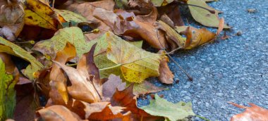 Orman zemininde renkli sonbahar yapraklarının arka planı