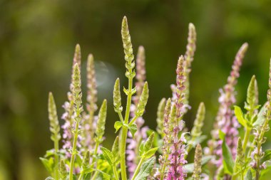 Yeşil bahçede bahar çiçekleri.