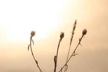 Kışın karlı arka planda bitki, kapat