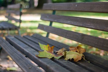 Bright autumn  leaves  on park  background,close up