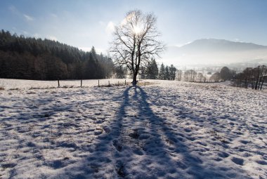 Kar ve ağaçlarla kaplı kış manzarası