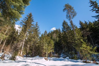 Çam ağaçları kış zaman