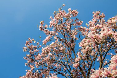 Baharda çiçek açan manolya ağacı, pembe güzel çiçekler