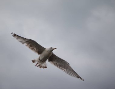 Gökyüzü arka planda uçan deniz martı