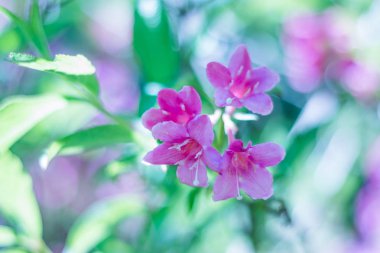 arka plan üzerinde güzel pembe çiçekler