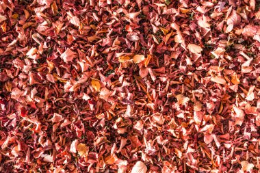 Arka planda, sonbahar yaprakları yakın çekim