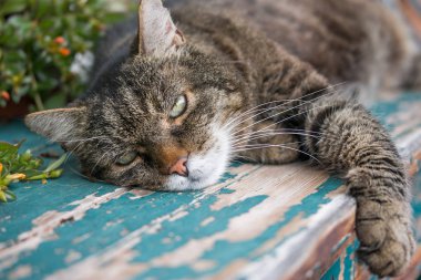 Arka planda sevimli kedilerin yakın plan görüntüleri
