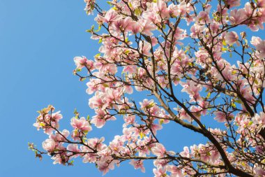 Baharda çiçek açan manolya ağacı, pembe güzel çiçekler