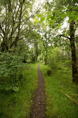 Yeşil ağaçlı güzel orman