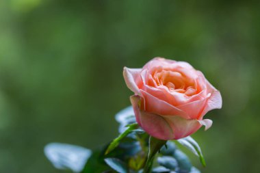 Yeşil arkaplanda kırmızı gül