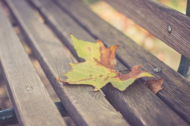 Bright autumn  leaves  on park  background,close up