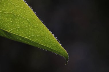 Arka planda yeşil yaprak, yakın