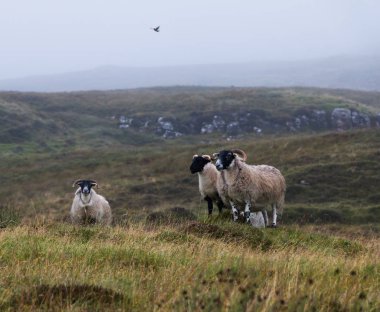 Güzel dağlarda otlayan koyunlar.