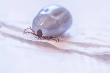  Kabuklu küçük yengeç.