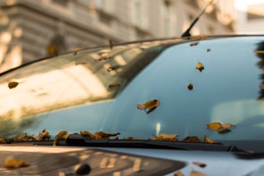 Pencerenin arka planında sonbahar yaprakları