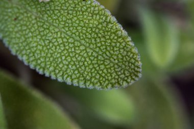 Arkaplanda yeşil yapraklar, kapat