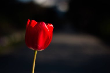 Kırmızı lale arka planda, kapat