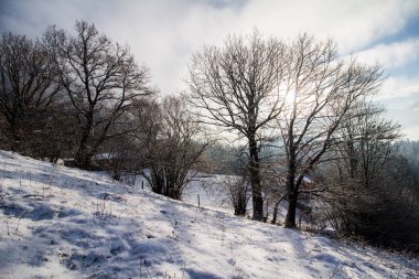 Kar ve ağaçlarla kaplı kış manzarası