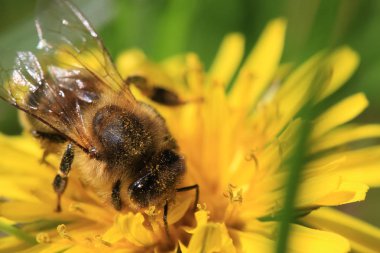 Bahçedeki karahindiba üzerinde arı 