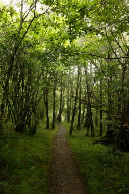 Yeşil ağaçlı güzel orman