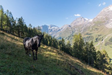 Güzel dağ manzarası ve at
