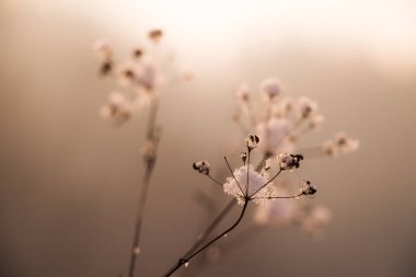  Kış arka planında karlı çiçekler, kapatın