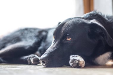 Tatlı siyah köpek yerde uzanıyor ve dinleniyor.